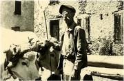 Boeufs attelés avec le joug (julh), devant l'ancien presbytère - 1951