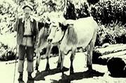 Attelage de boeufs (parelh) tirant des sapins (abets) - 1951