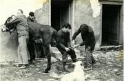 Dessolage de l'âne (dessoulà l'ase)- 1963