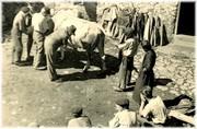Soins à la vache Pardo - 1951