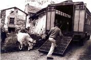 La vache n'a pas envie de monter dans la bétaillère - 1975