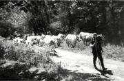Conduite des vaches - 1999