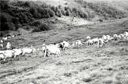 Vaches de Norgeat au Besset - 1972