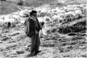 Berger et ses moutons - vers 1955
