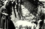 Jeune porc devant la soue (bourdic) - 1968