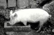 L'auge du cochon (le nauc) - 1962