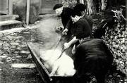 Ebouillantage du cochon - 1969
