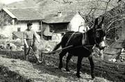 L'âne Florin tire la charrue (la mousso) - 1964
