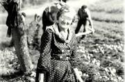 Récolte des patates (amassà las patanos) - 1960
