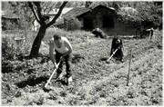 En train de buter les patates (caussa la patanos) - 1965