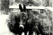 Transport du foin (âne équipé de bresses) - 1951