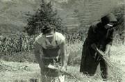 Les moissonneuses (las segairos) - 1957