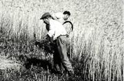 Moisson à la faucille (segà andé la faus) - 1961