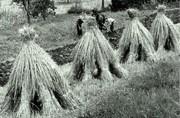 Gerbes de blé disposées en moyettes (garbarous ou capuls) - 1971