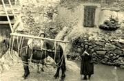 Mulet équipé des brèsses pour transporter des gerbes - 1951