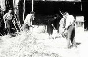 Le travail devant la batteuse (la batuso) - vers 1970