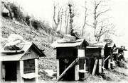 Ruches