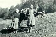 Ane &eacute;quip&eacute; de l'emb&agrave;rdo (sorte de b&acirc;t) pour transporter les sacs de patates - 1960