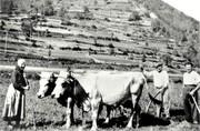 En train de buter les patates (caussa la patanos) - 1965